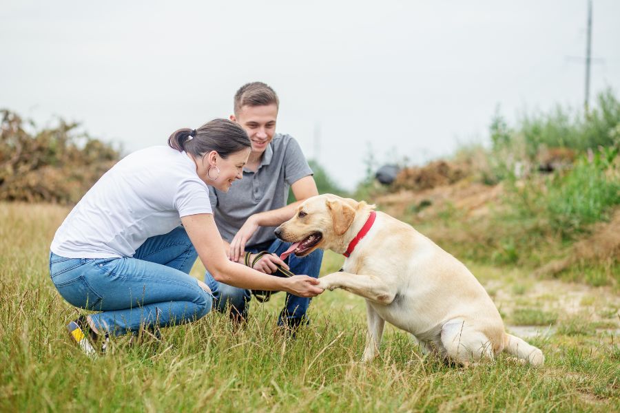 Resources and Support for New Dog Owners in New York