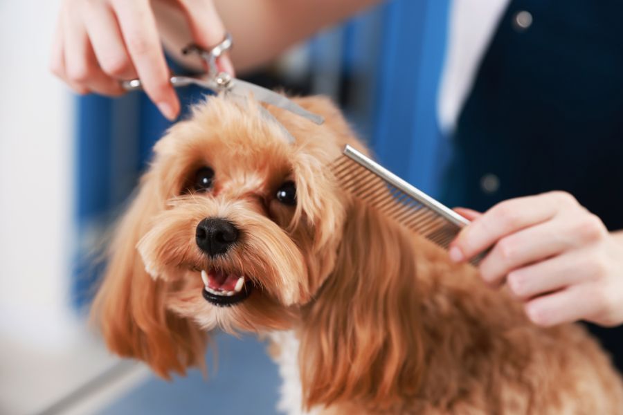 Specialty Dog Grooming Services in Brooklyn, NY
