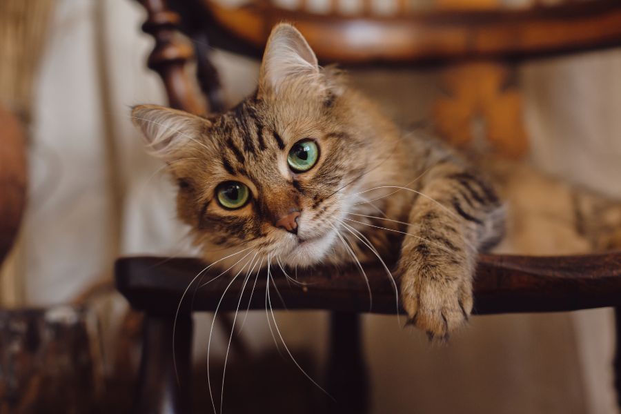 The Adoption Process What to Expect