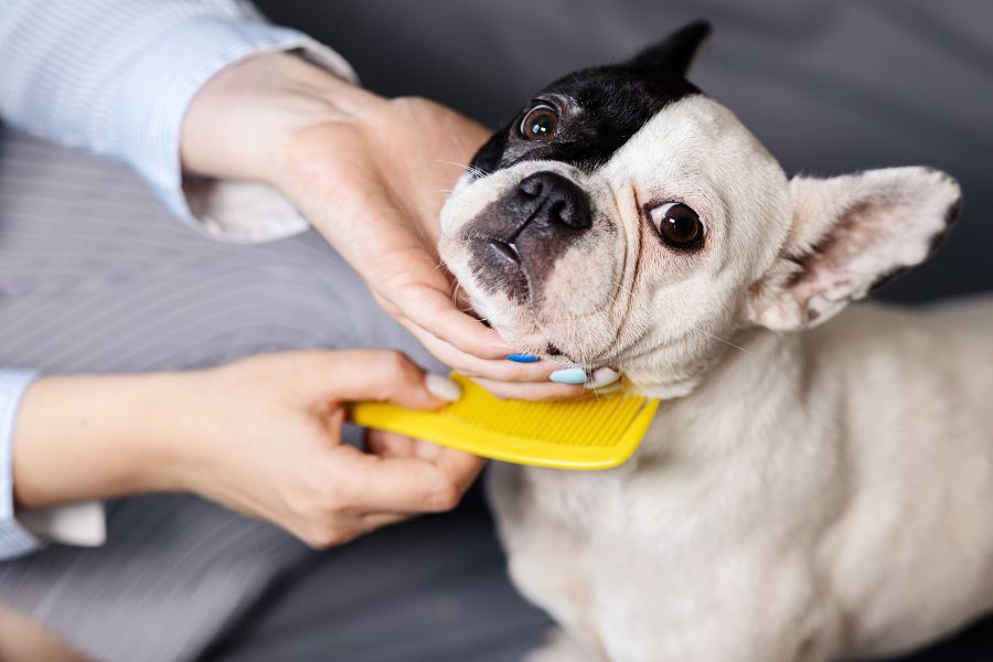 Tips for Maintaining Your Dog's Groomed Look Between Visits
