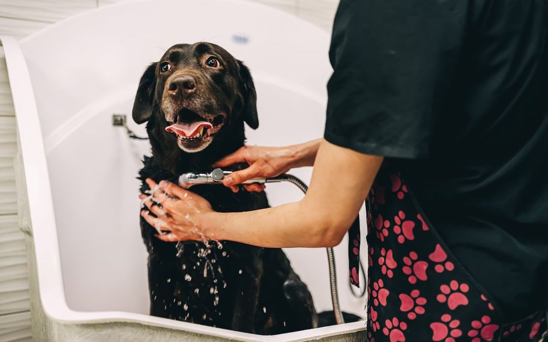 Top Brooklyn Dog Grooming Services