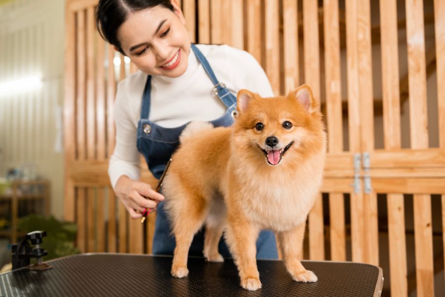 Top-Rated Groomers in Brooklyn for All Breeds