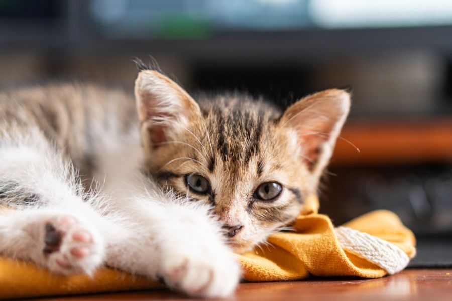 What to Consider Before Adopting a Kitten
