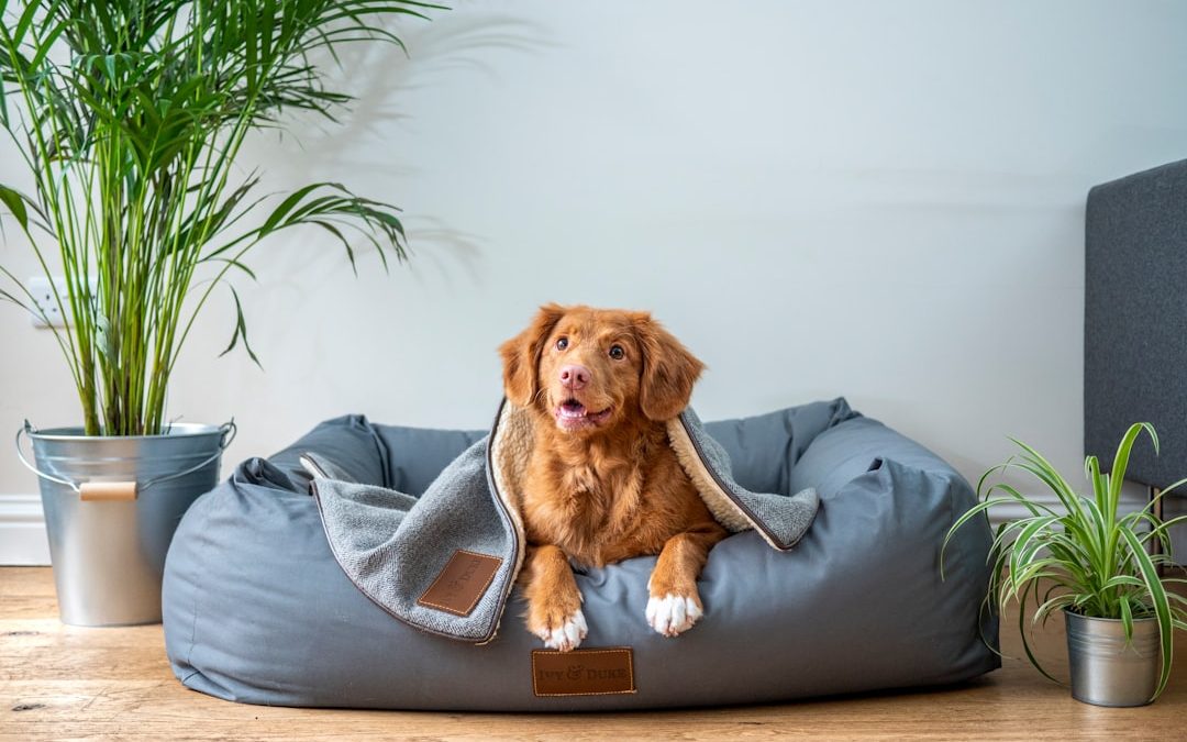 Top Dog Care Tips for NYC Pet Owners