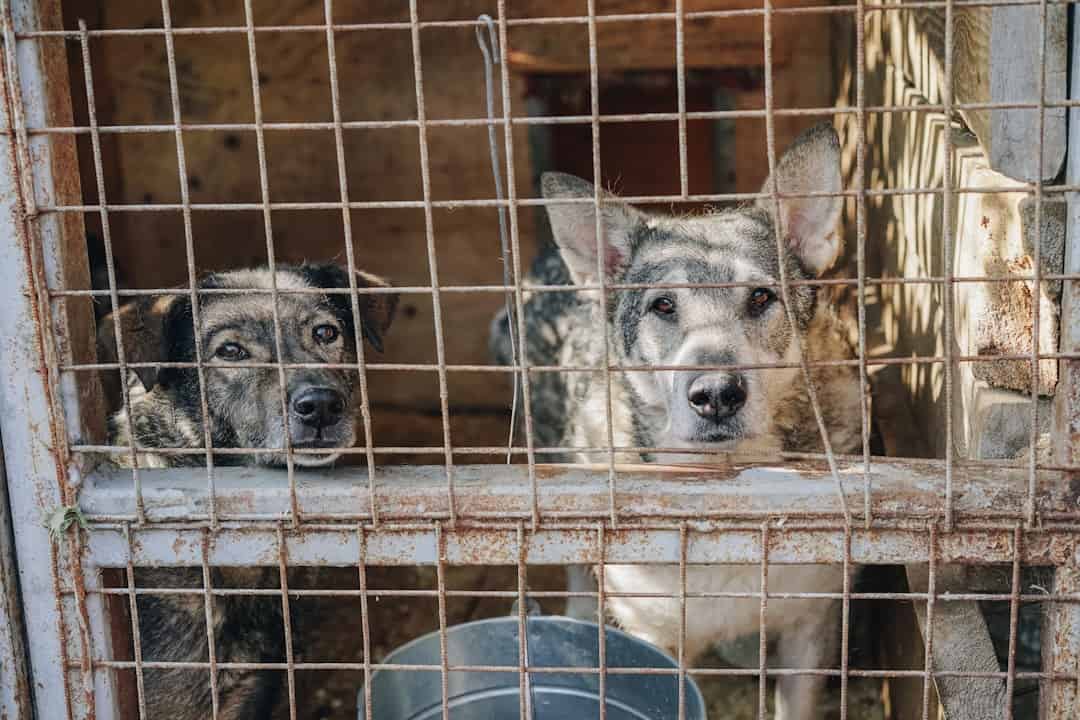 Photo Animal shelter