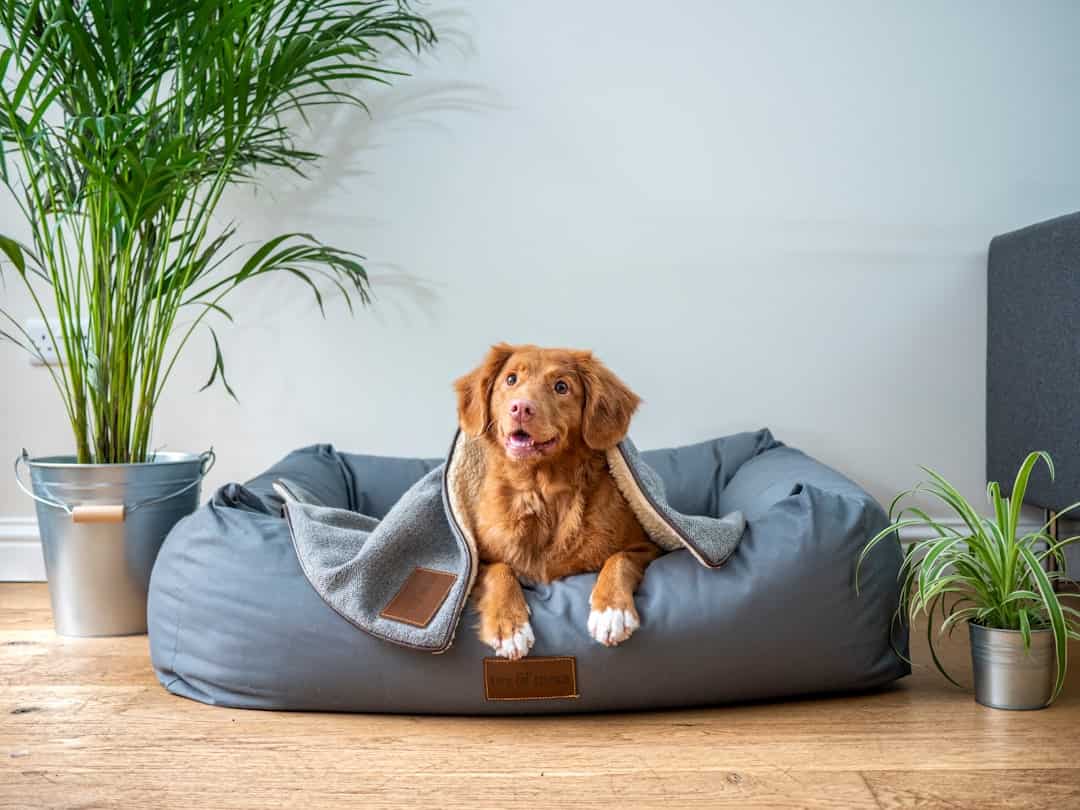 Photo Dog grooming