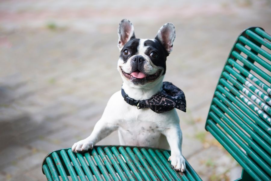 Benefits of Hiring a Dog Walker in New York City