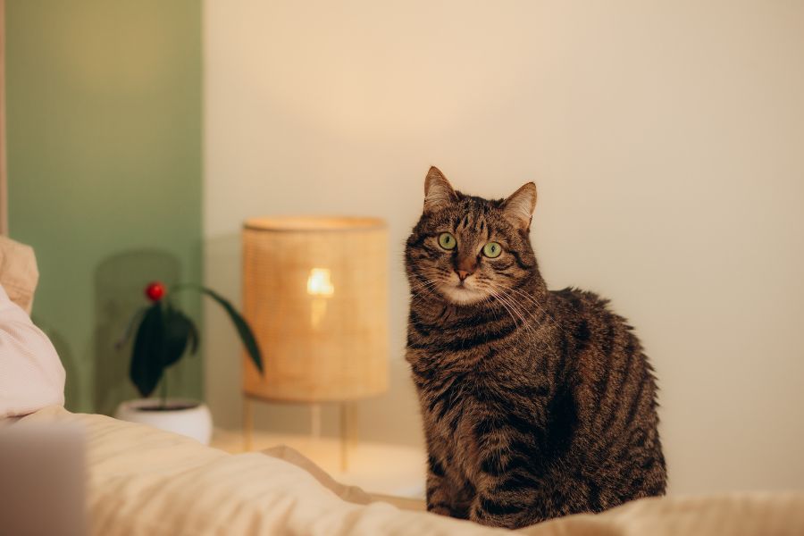 Customized Care for Your Feline Friend