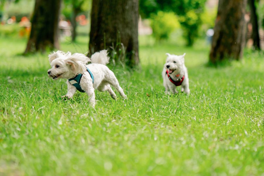 Dog-Friendly Parks and Trails in NYC