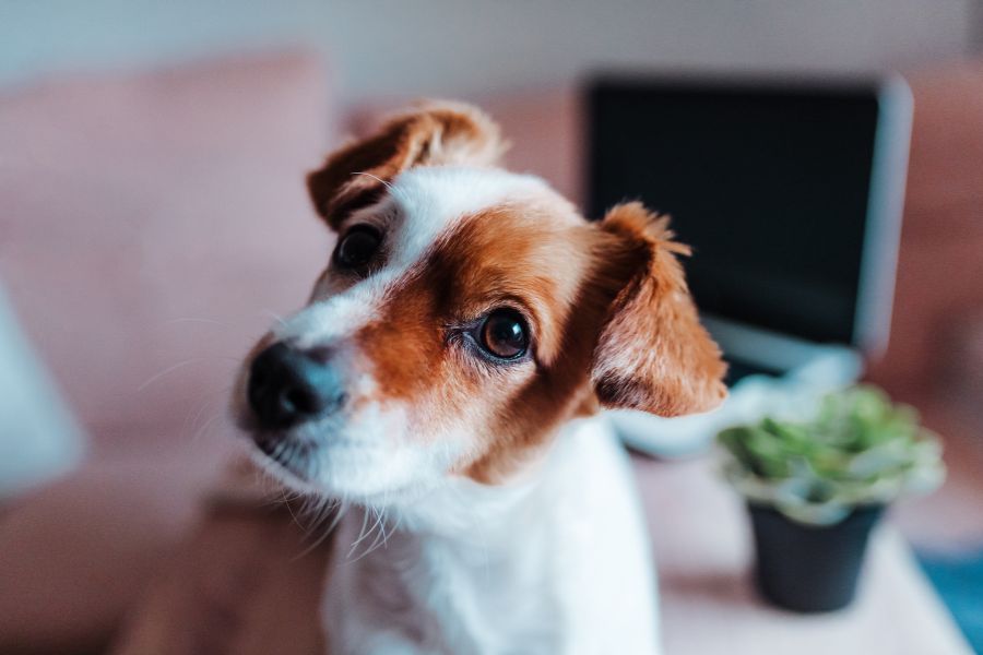 Specialized Pet Sitting Services for Exotic Pets in NYC