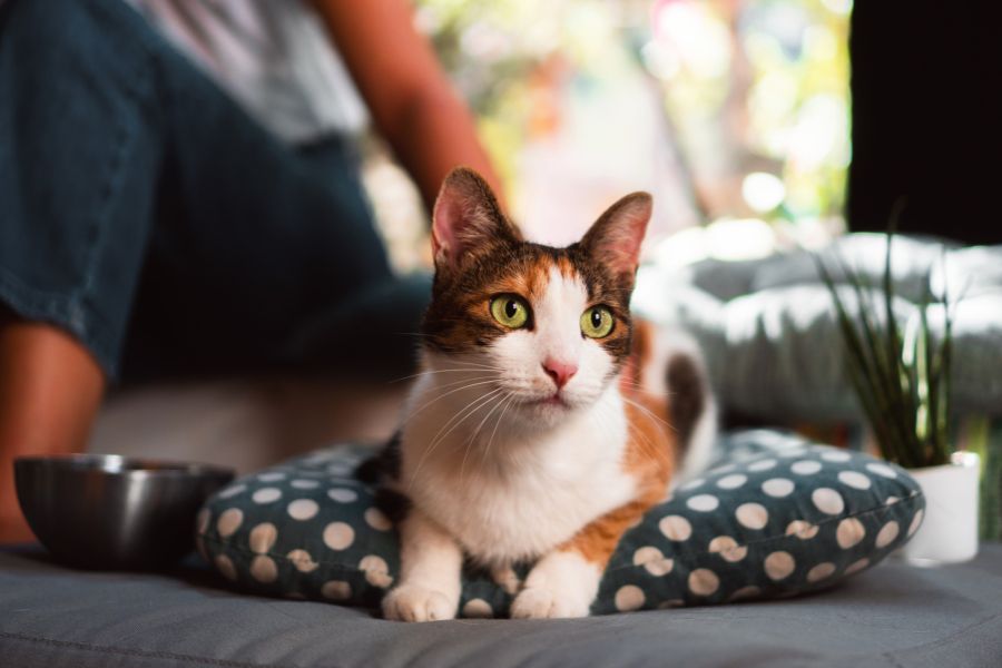 What to Expect from a Professional Cat Sitter