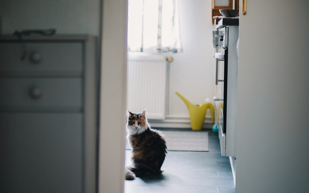 Cat Sitting Services in NYC: The Ultimate Solution for Pet Owners