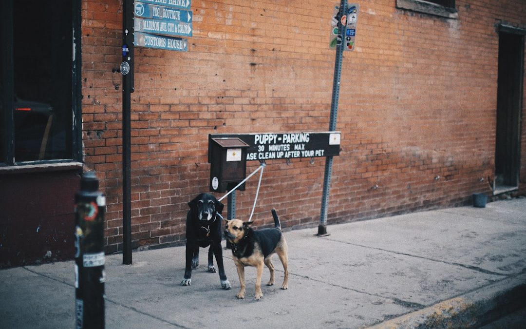 Exploring the Best Dog Walking Routes in NYC