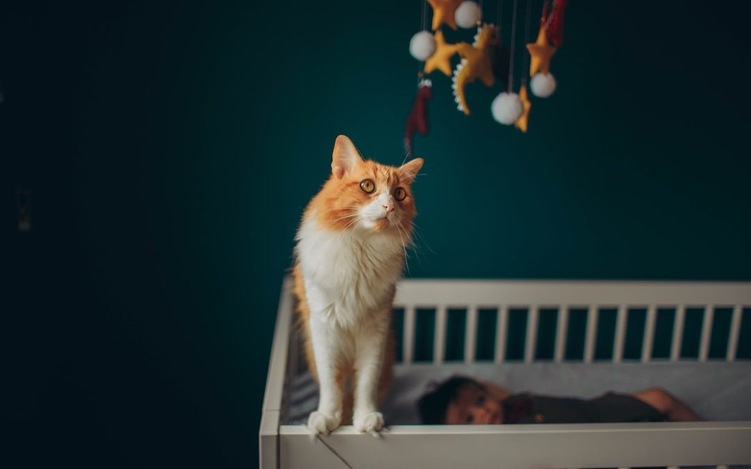 Cat Sitter NY: The Purr-fect Solution for Your Feline Friend