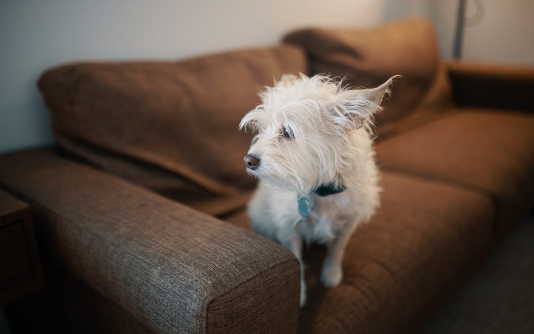 Top Dog Sitting Services in Brooklyn