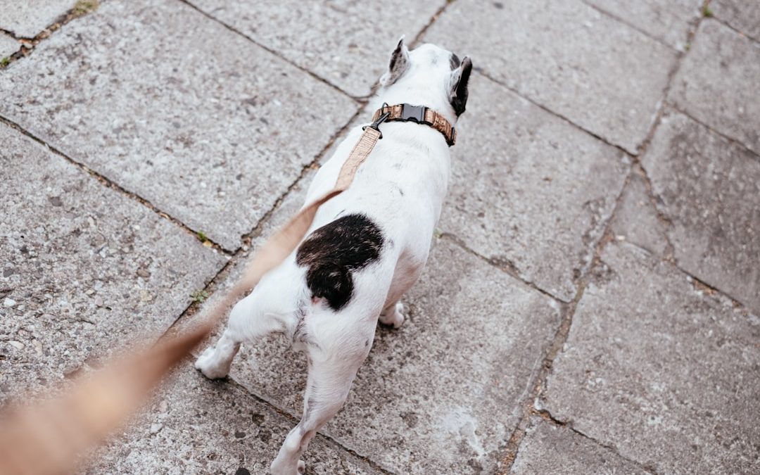 Top Dog Walking Service in New York City