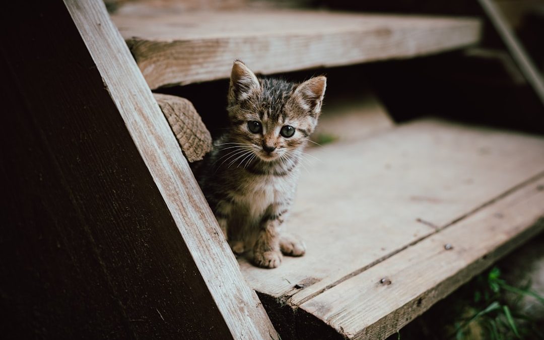 Cat Sitter New York: The Ultimate Solution for Your Feline Friend