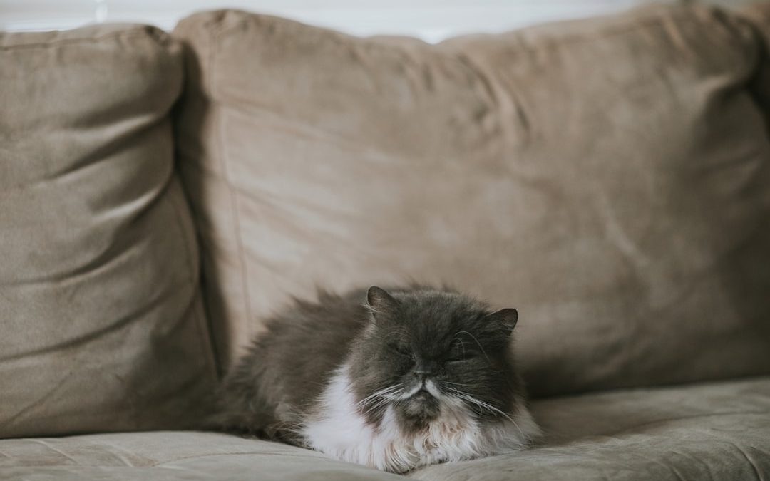 Top Pet Sitting Services in NYC
