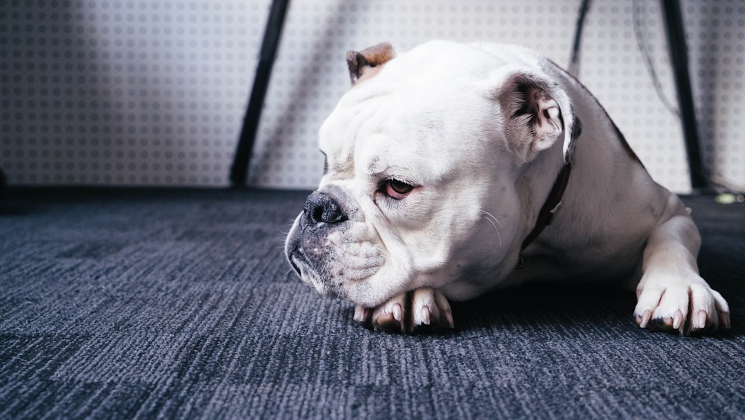 Top Dog Sitting Services in NYC