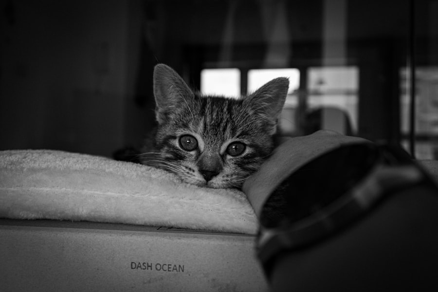 kitten sitting services Manhattan