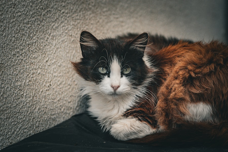 cat owner consultation