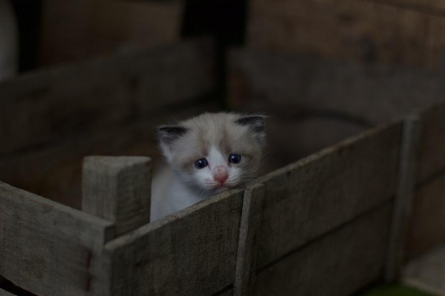 kitten visit