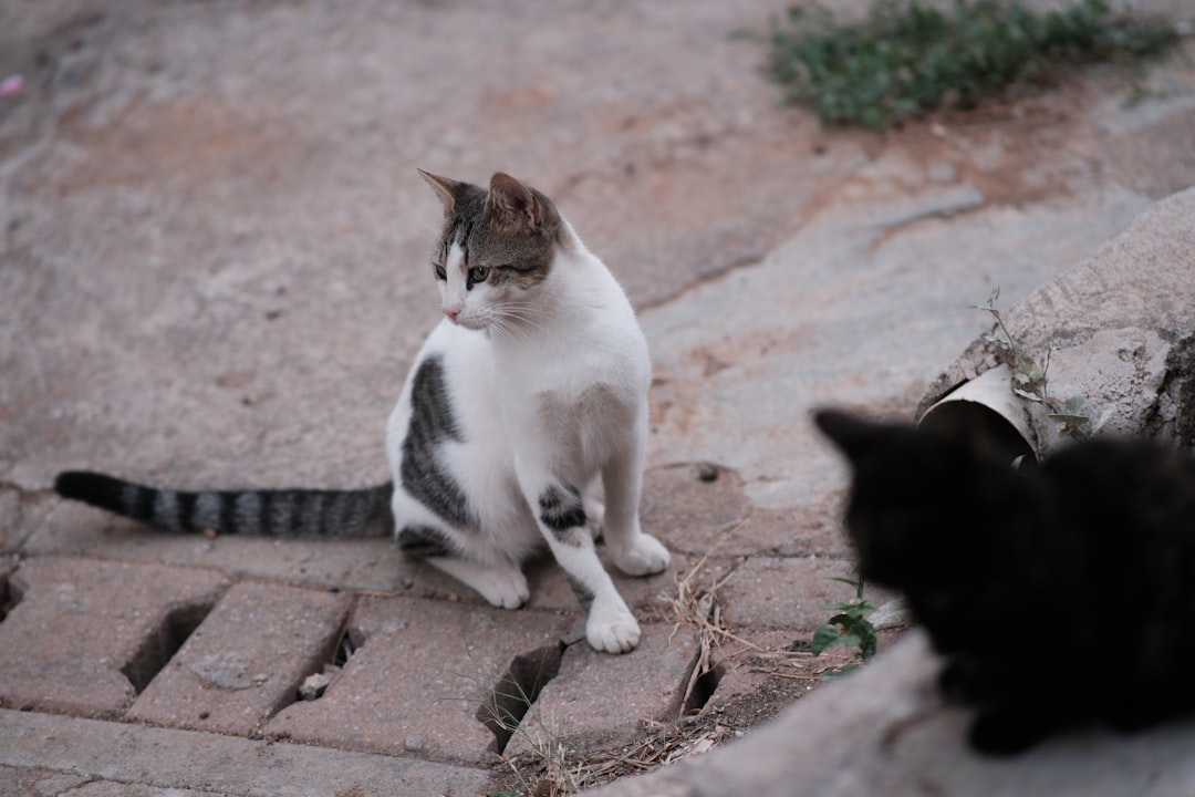 Photo cat visits