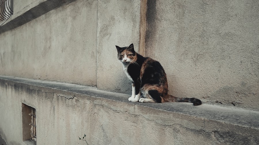 Photo cat visits
