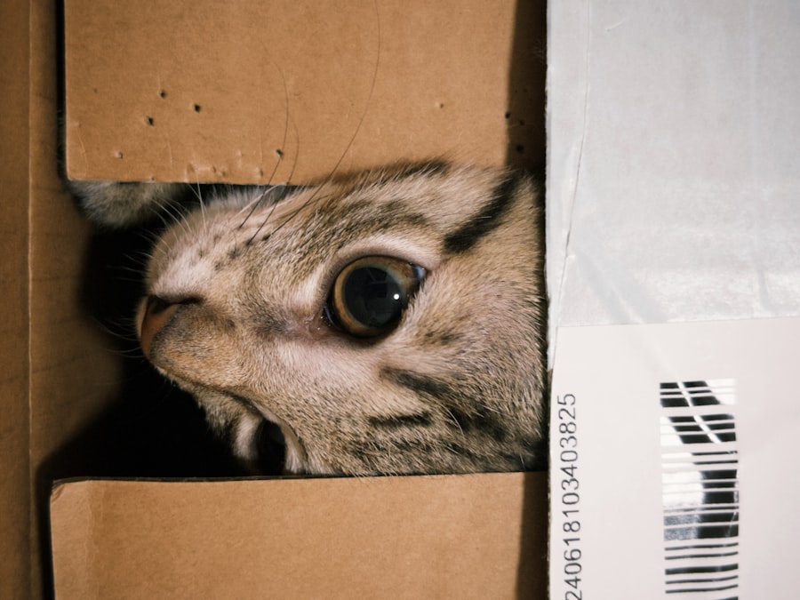 Photo cat supplies NYC