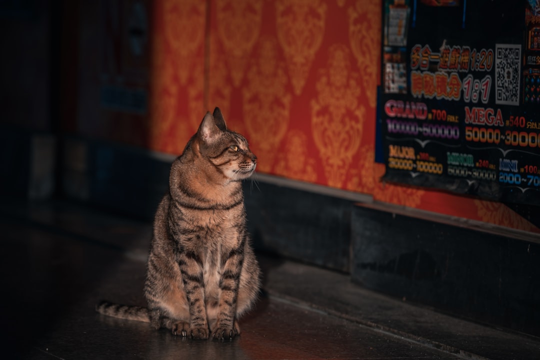 Photo kitten sitting services Manhattan