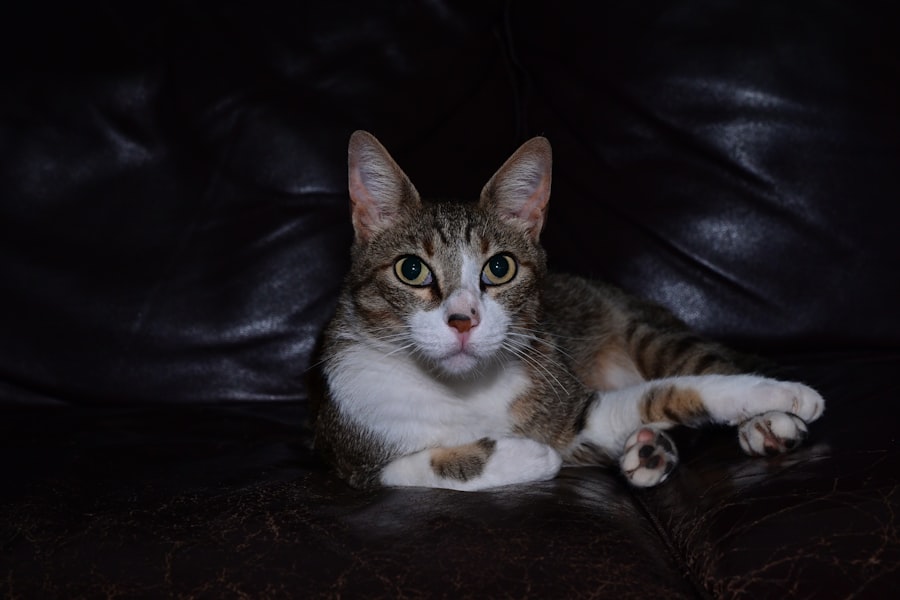 Photo kitten sitting services Manhattan