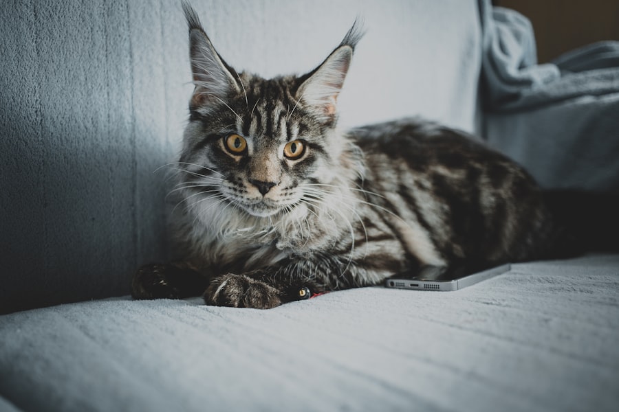 Photo cat owner consultation