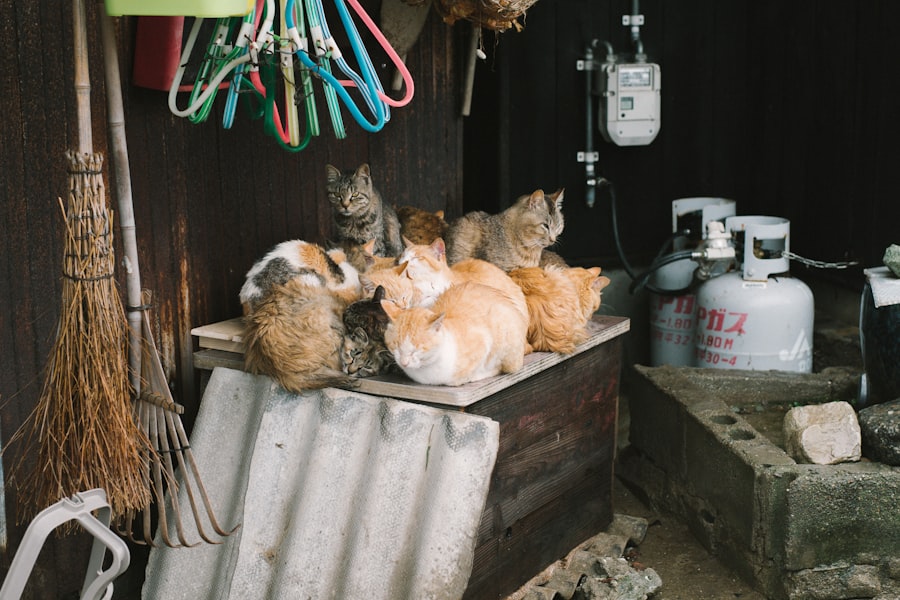 Photo kitten visit