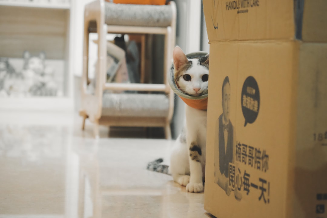 Photo cat supplies NYC