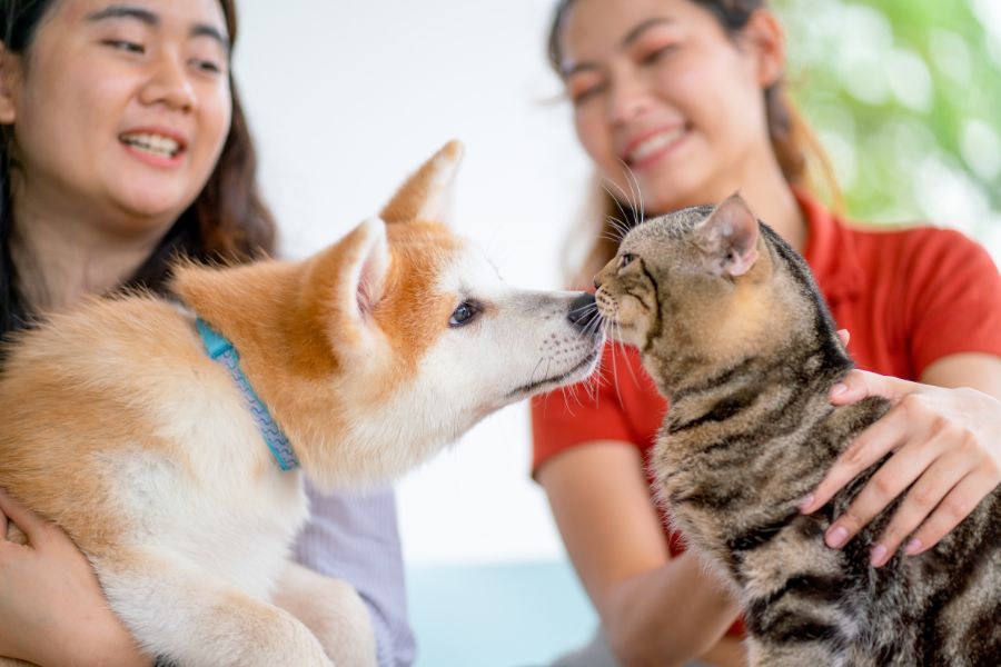 Customized Care and Attention for Your Unique Pets