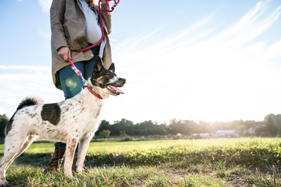 Ensuring Your Dog's Safety and Comfort with a Sitter