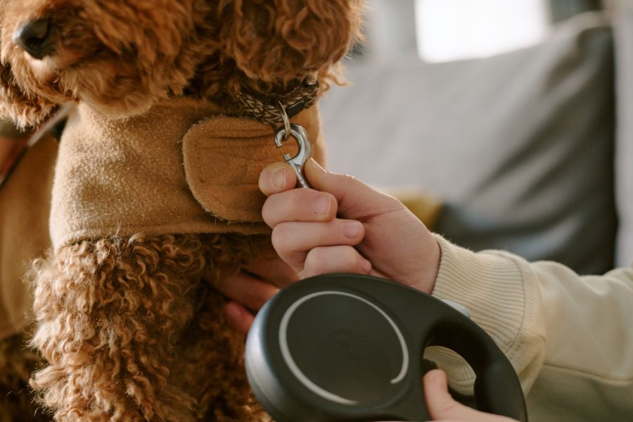 Ensuring Your Pet's Safety and Comfort with a Top Pet Sitter