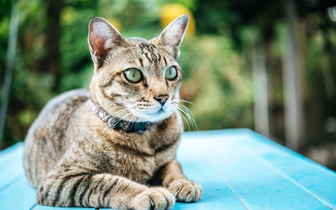 The Best Pet Sitting Services in Brooklyn