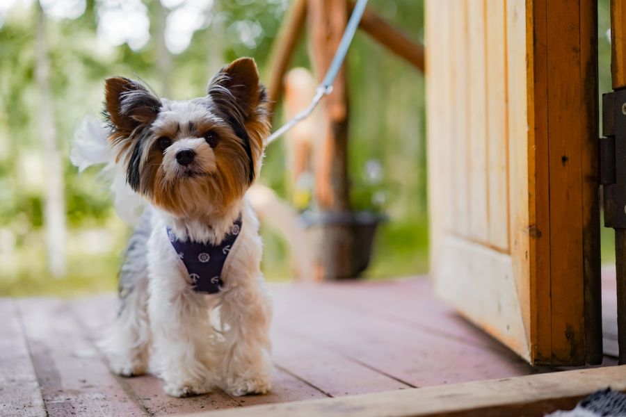 The Cost of Dog Sitting Services in Manhattan