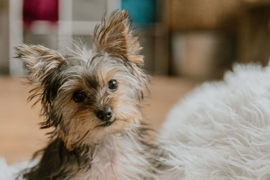 Top Dog Sitter Services for Small Breeds in Manhattan