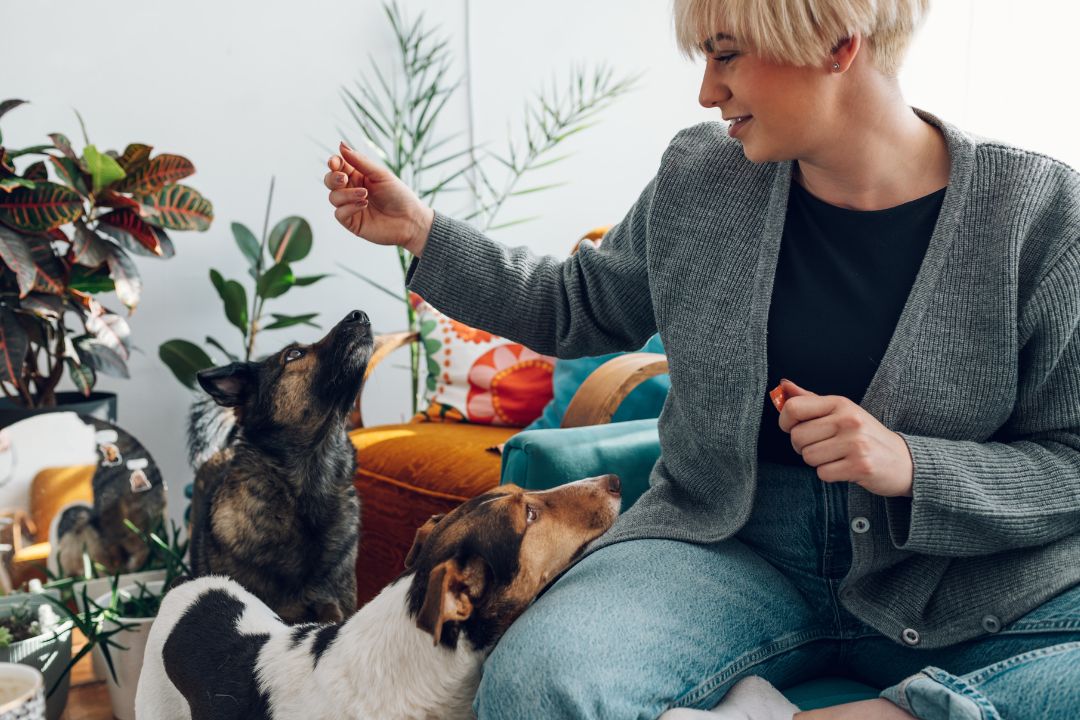 Top Pet Sitter Los Angeles Your Trusted Pet Care Solution (1)