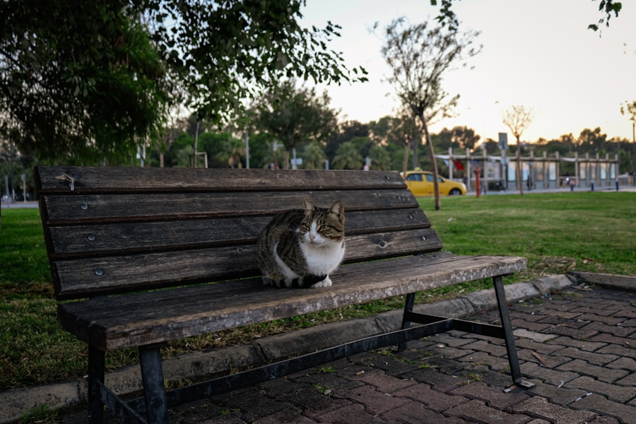 cat sitting brooklyn