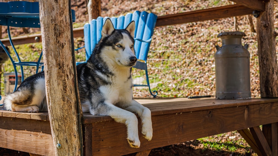 dog sitter