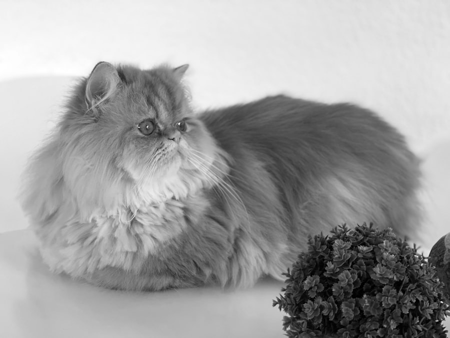 cat sitting