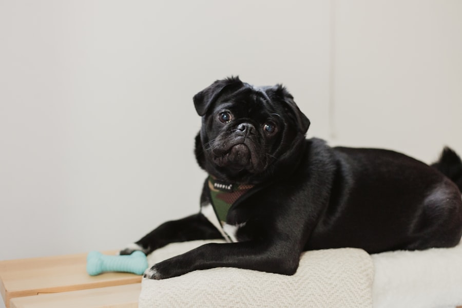 Photo pet sitting