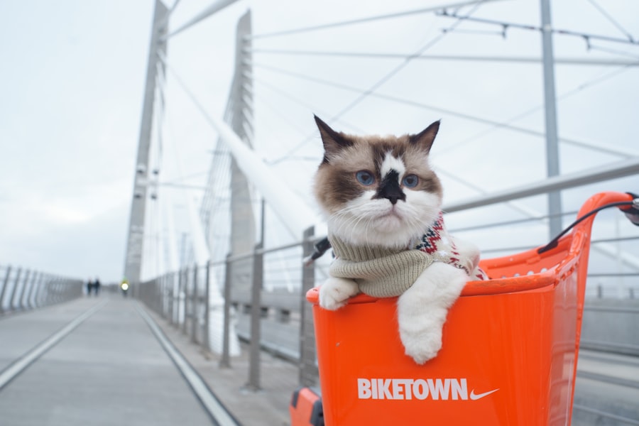 Photo cat sitter brooklyn rates