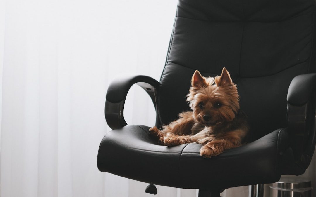 Top Dog Sitter Services in Manhattan