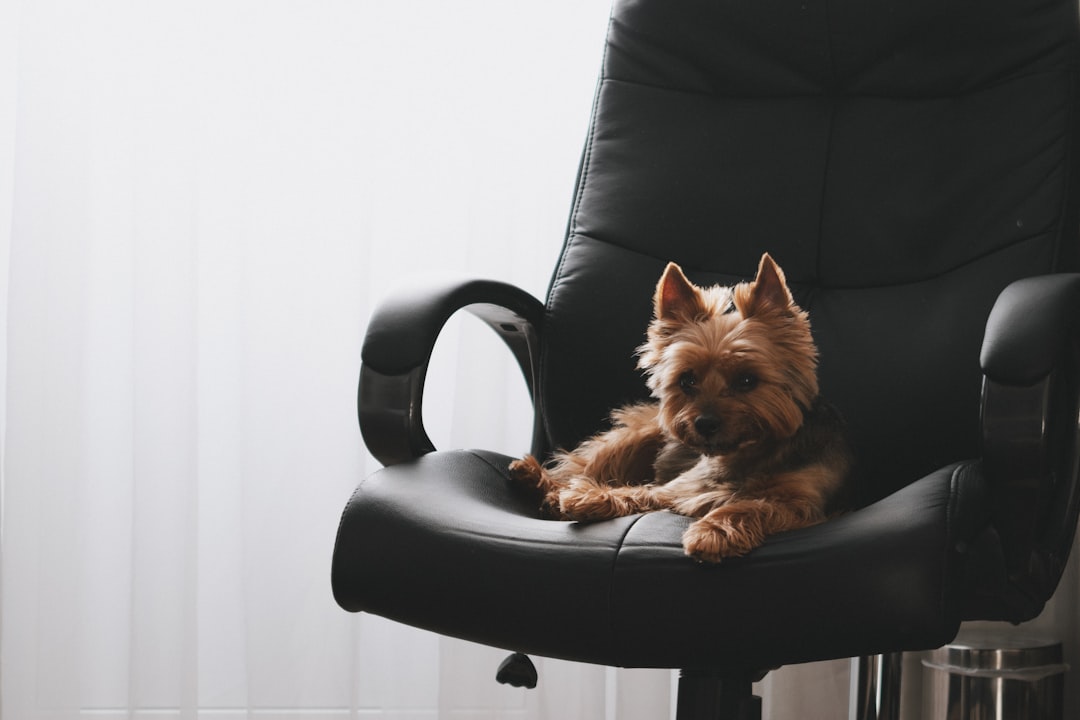 Photo dog sitter