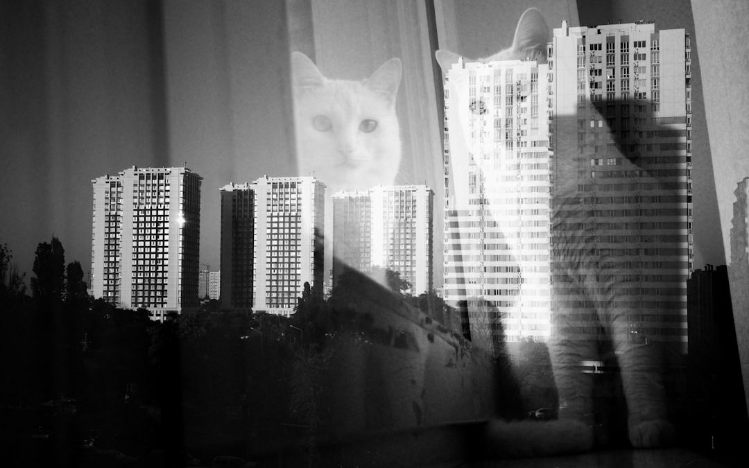 Cat Sitter Manhattan: The Ultimate Feline Care Solution