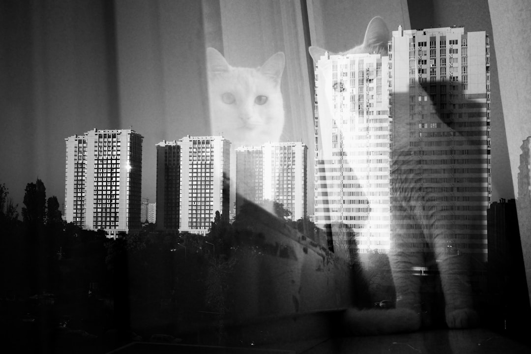 Photo cat sitter manhattan
